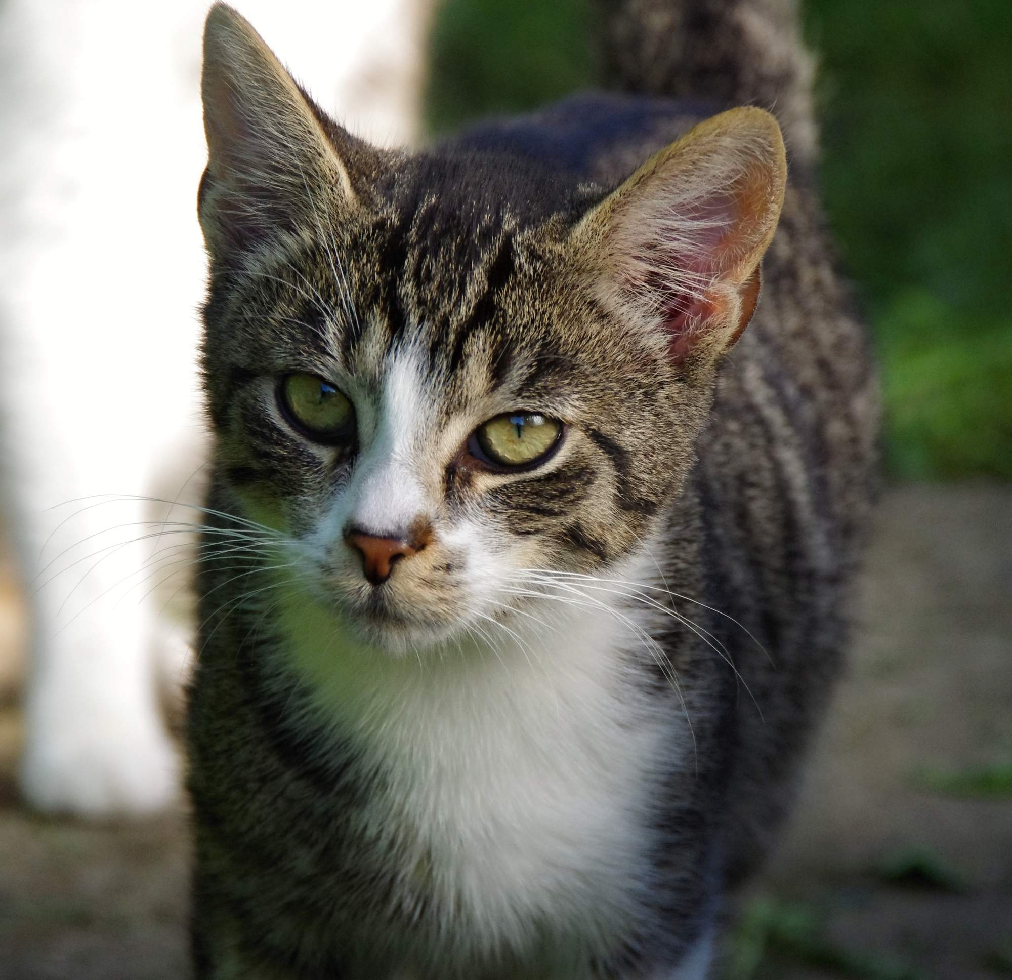 Dziesięć przykazań zwierząt ze schronienia