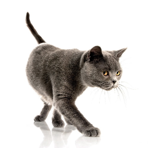 Problemy z układem moczowym