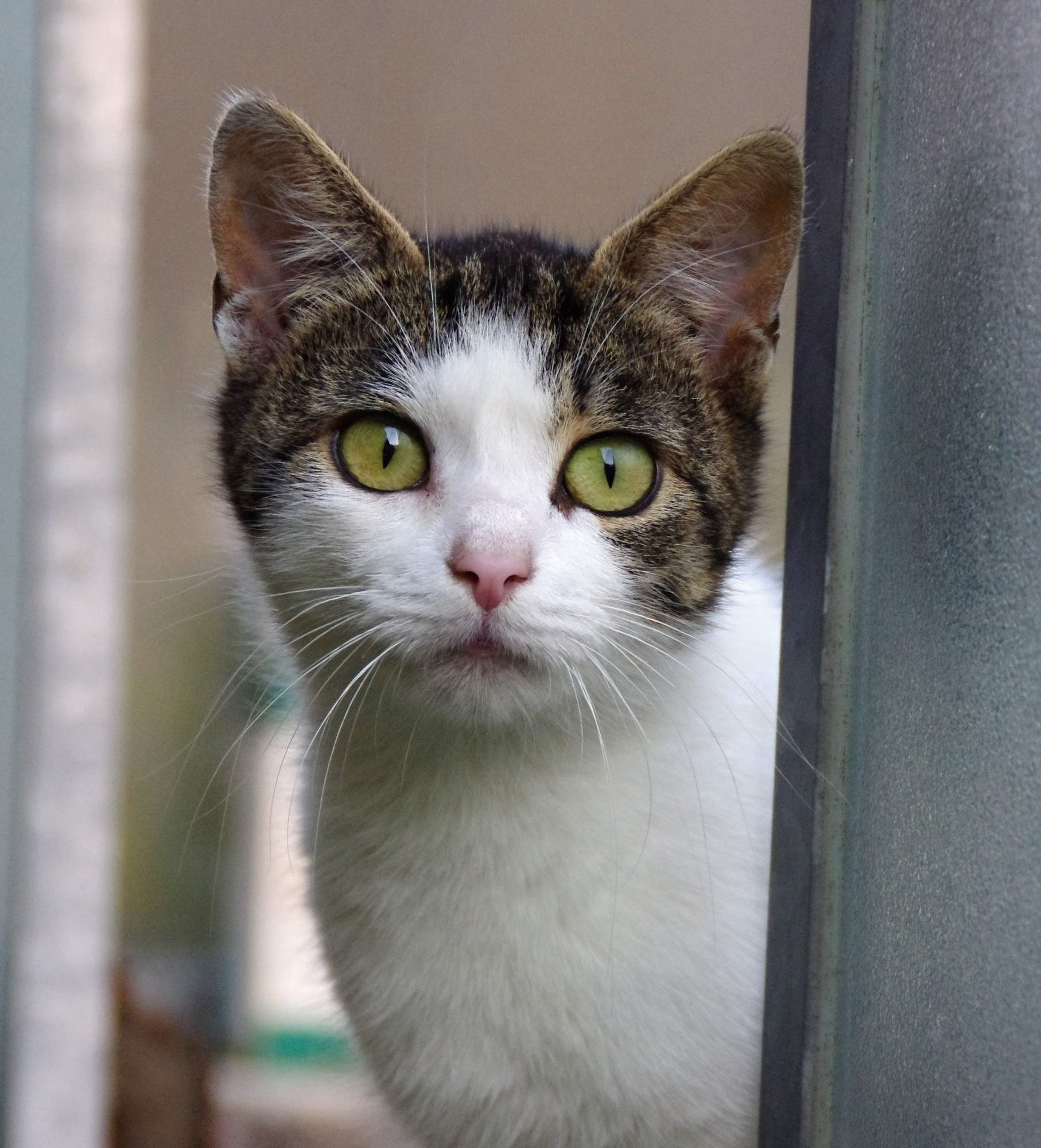 Zapalenie rogówki (zapalenie rogówki) i leczenie homeopatyczne