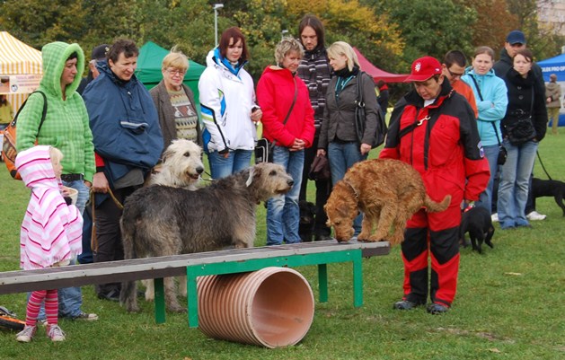 Światowy Dzień Zwierząt 2013 & # 8211; jak było?