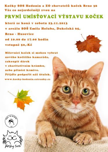 Wystawa porzuconych kotów w Brnie