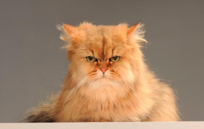 Ankieta - Inwestycje mieszkaniowe i zwierzęta domowe