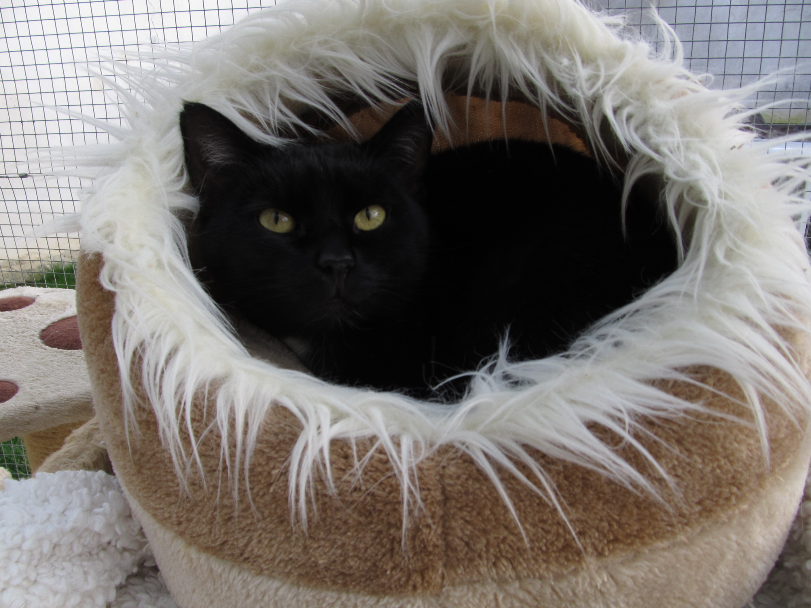 Wystawa porzuconych kotów w Modřanach