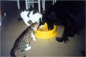 Koty nie mogą iść do domu