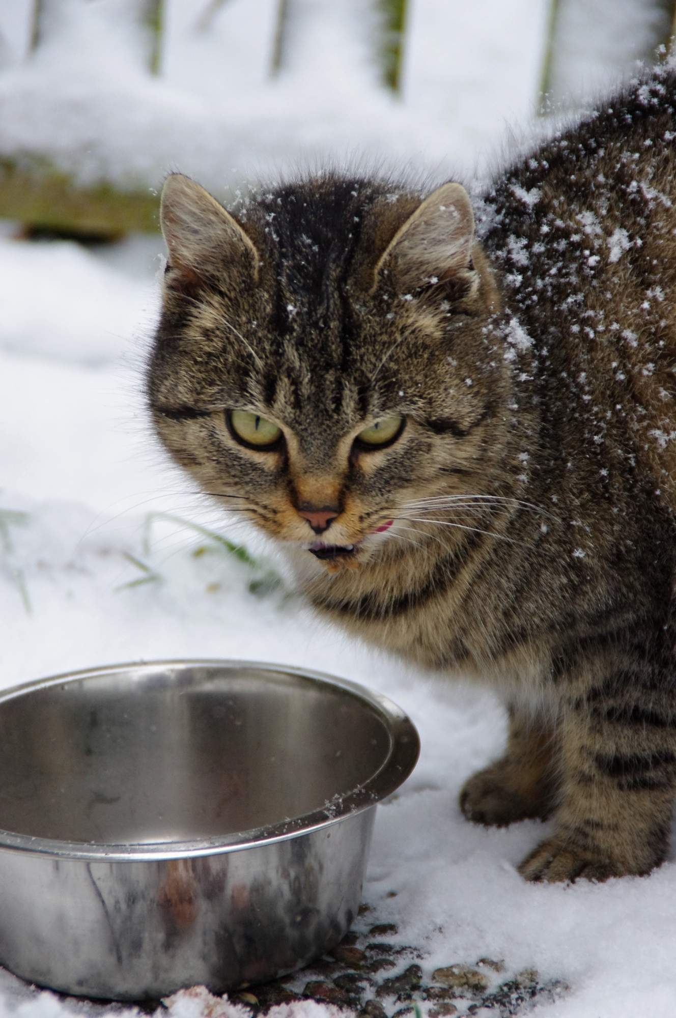 Świąteczna kolekcja charytatywna