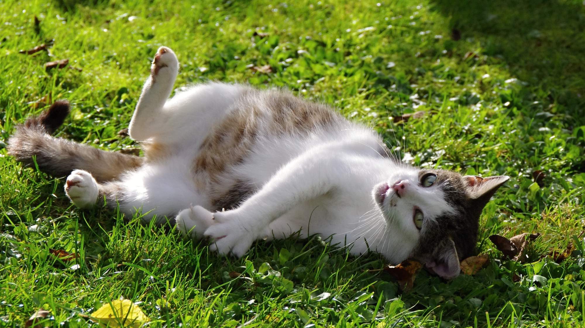 Przygotuj swojego kota do porodu i karmienia piersią