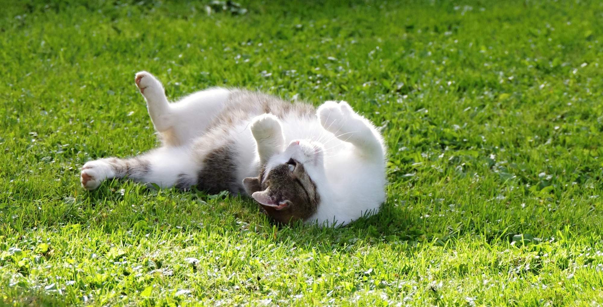 Niebezpieczeństwo ze strony lisów