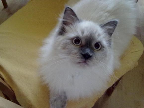 Długość skóry i sierści