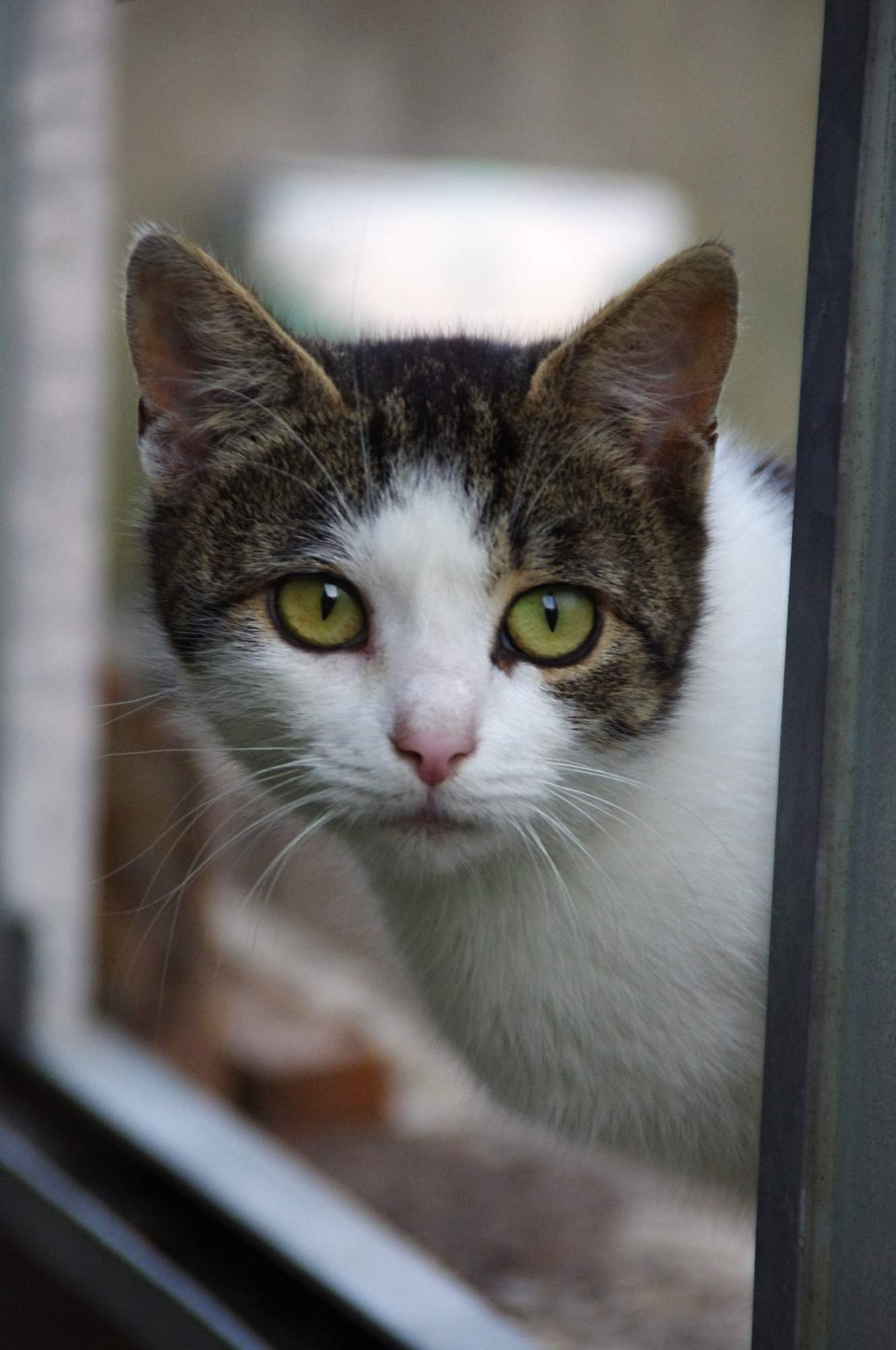 Aby uspokoić kota ...