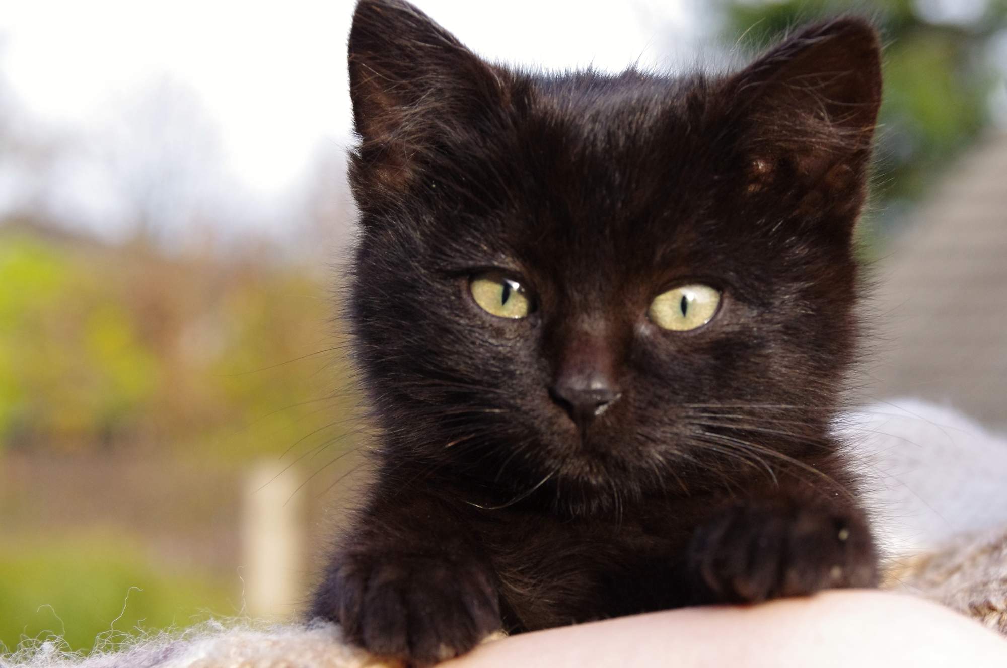 Już zły # 8220; zwierzę nie chroni szczepienia