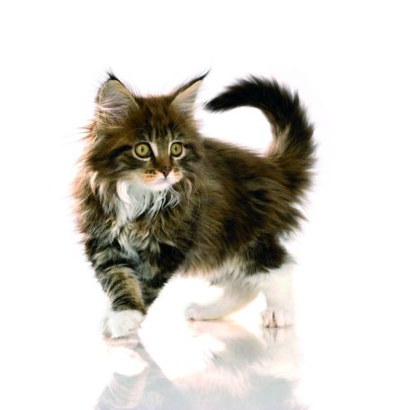 Daj swojemu kotkowi to, co najlepsze!