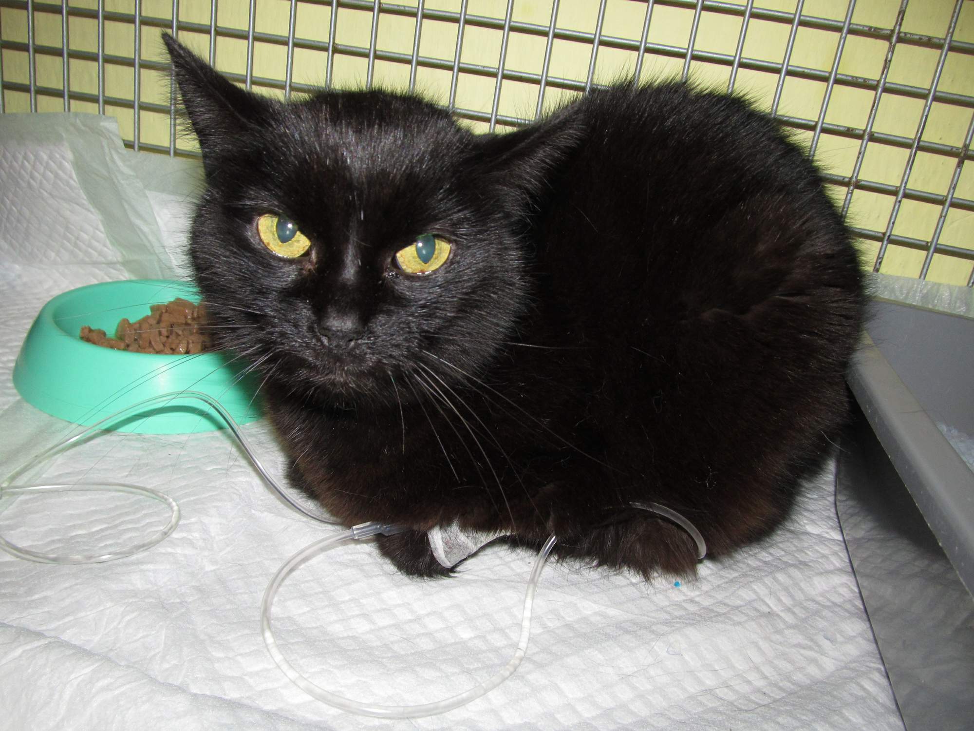 Pożegnanie z ukochanym Miu