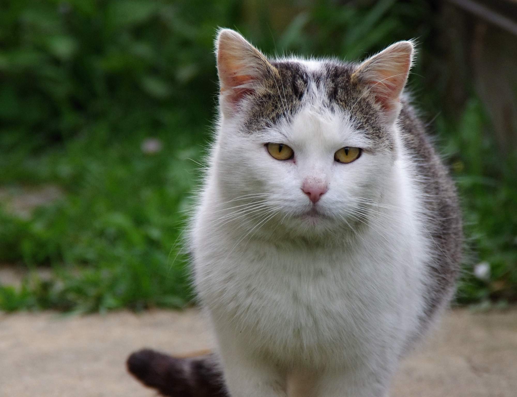 Kamienie moczowe i leki homeopatyczne