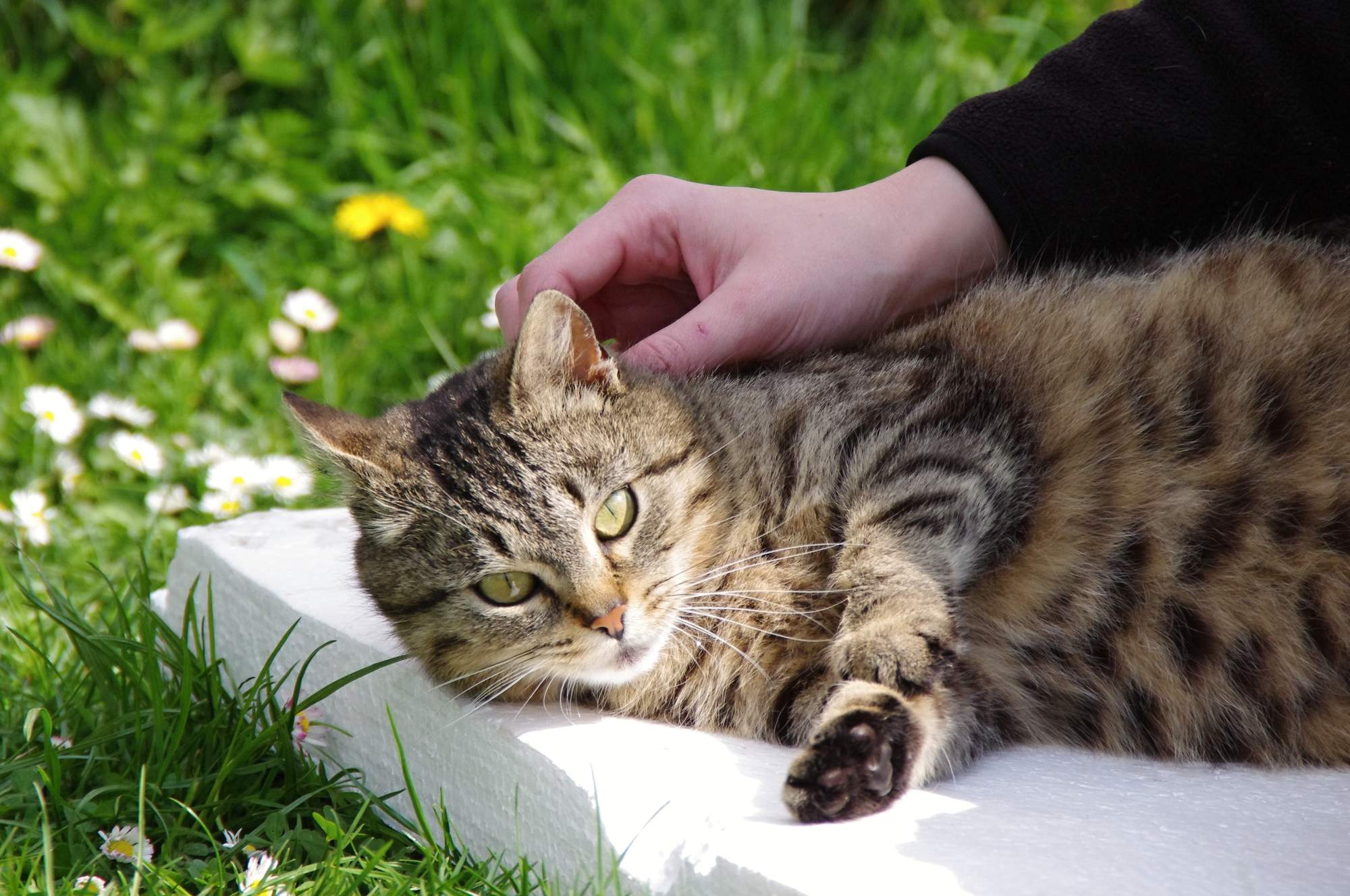 Jakie są zalety felinoterapii?