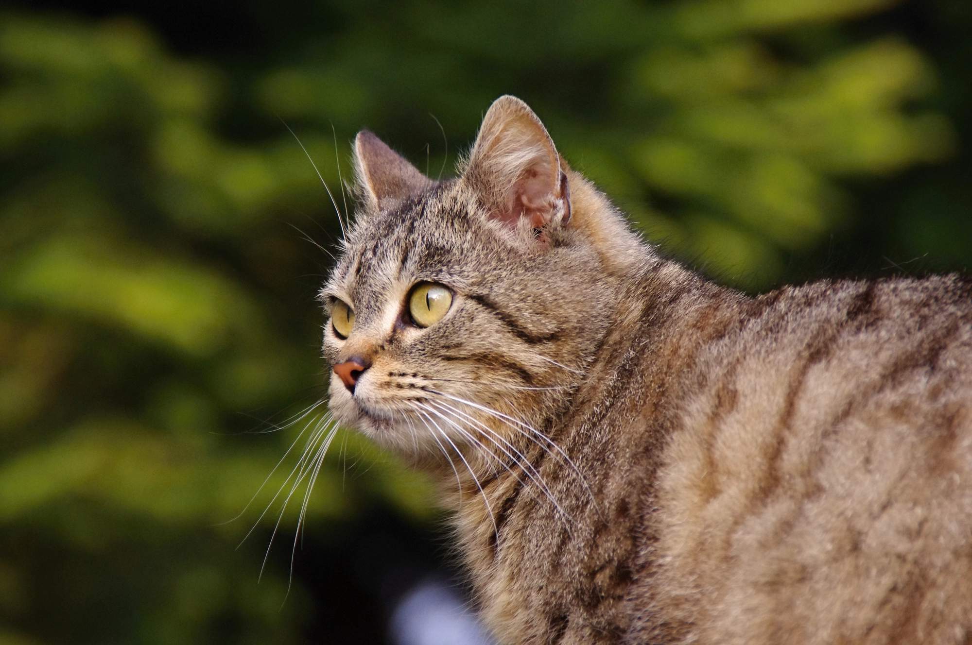 Kongres Weterynaryjny