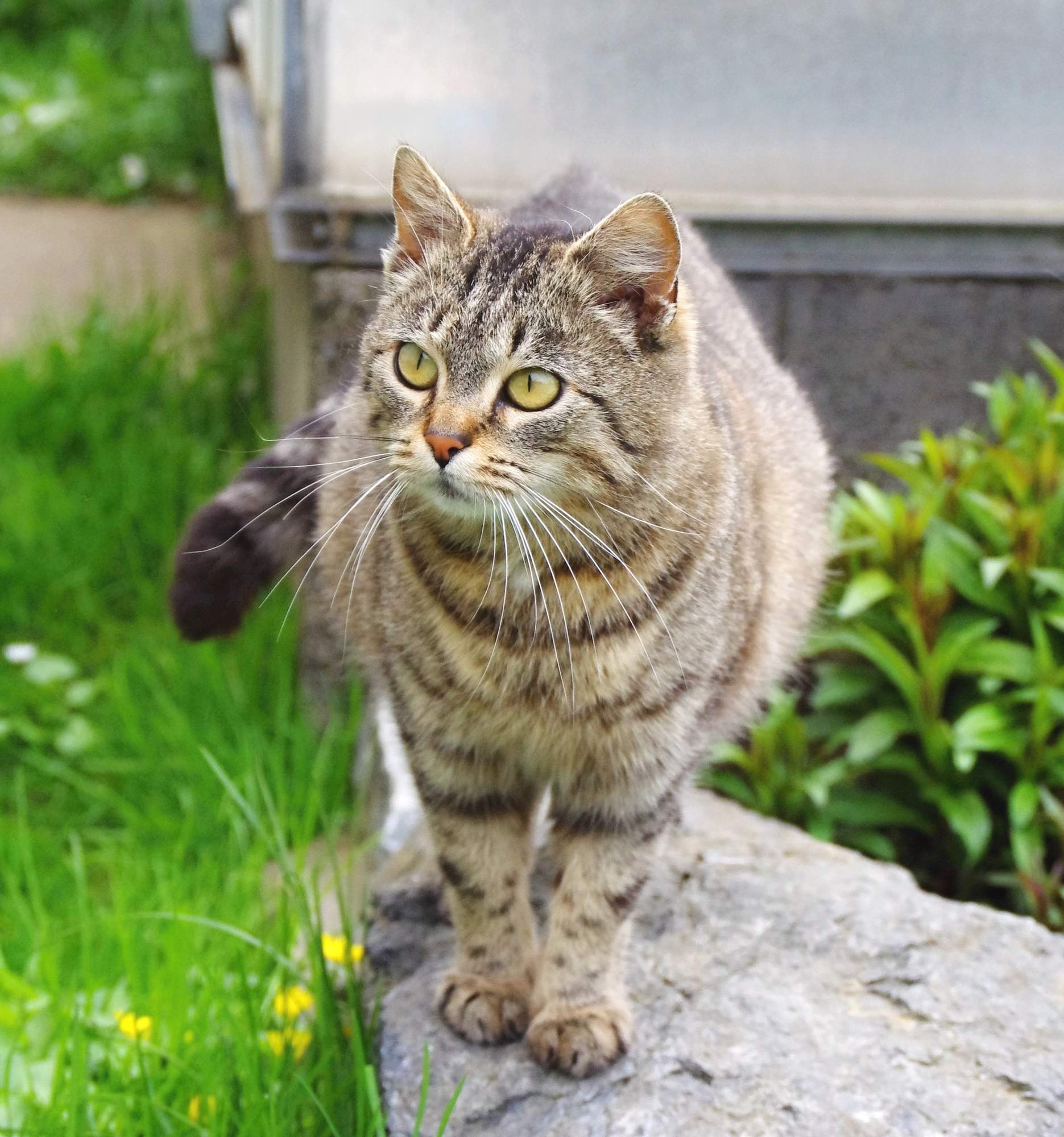 Jak napisać reklamę, która znajdzie dom dla każdego schroniska?
