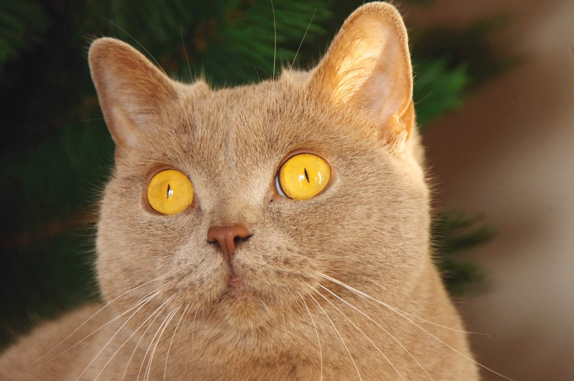 Opieka nad chorym kotem