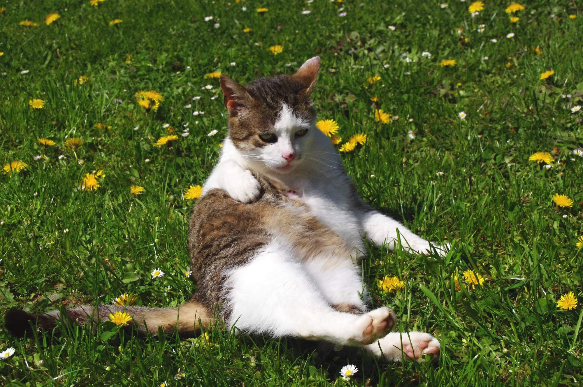 Kleszcze aktywność szczytów