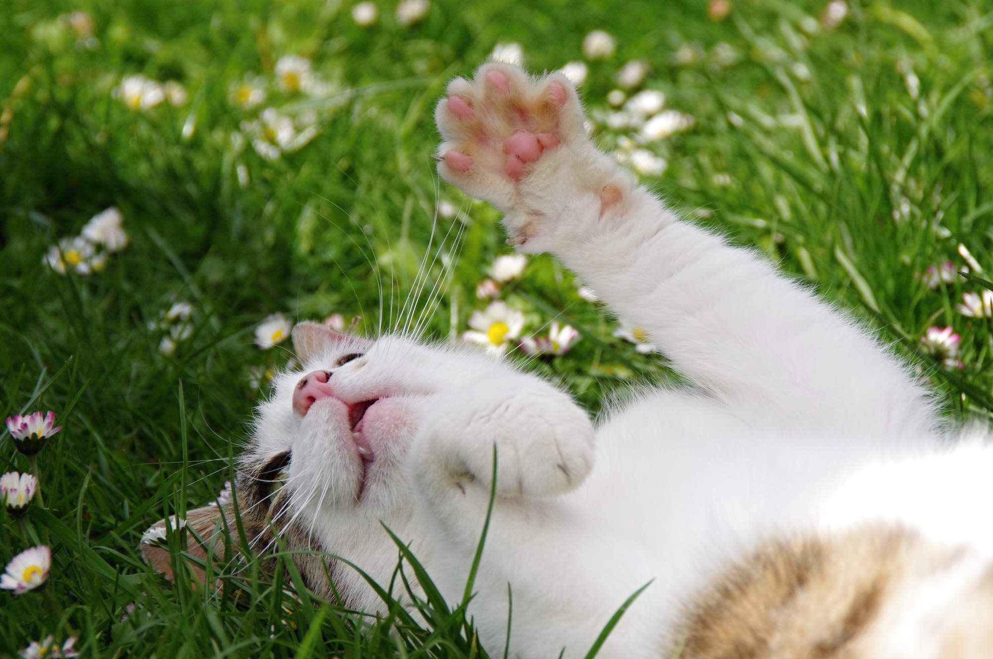 Sucha skóra i łupież