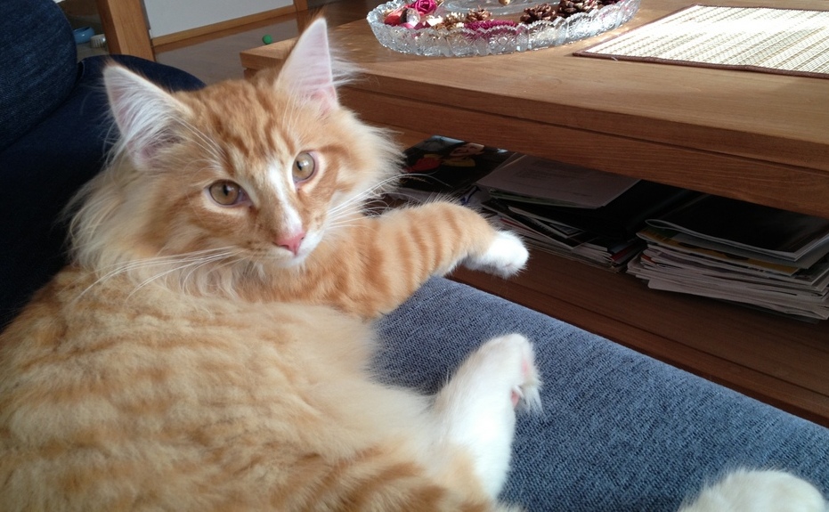 Chłopiec wymaga spaceru