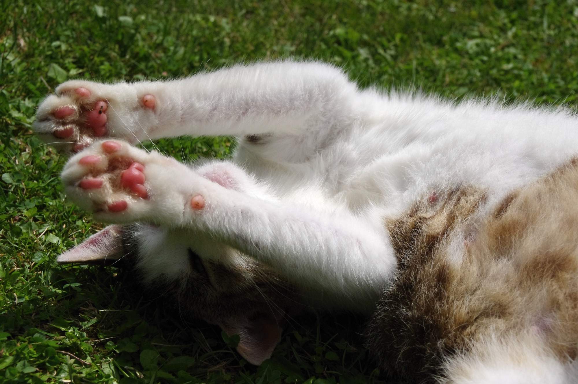 Czego można się spodziewać, gdy Twój kot się zestarzeje?