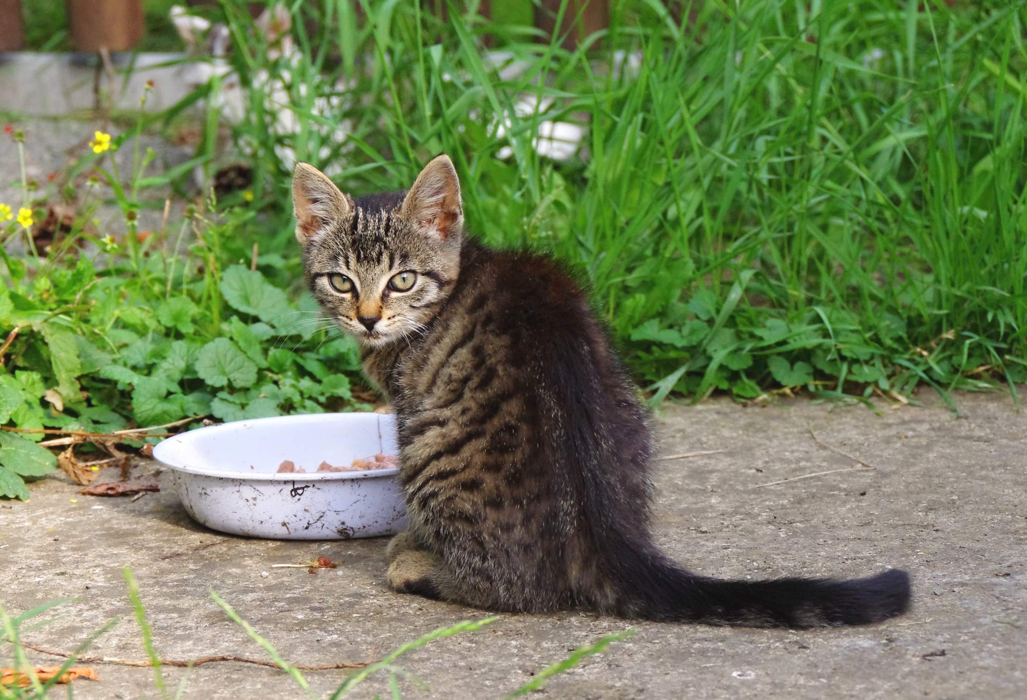 10 pokarmów, których nigdy nie powinieneś podawać swojemu kotowi