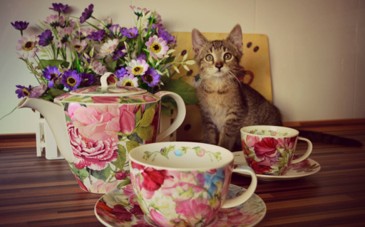 W Pradze zostanie otwarta nowa kocia kawiarnia