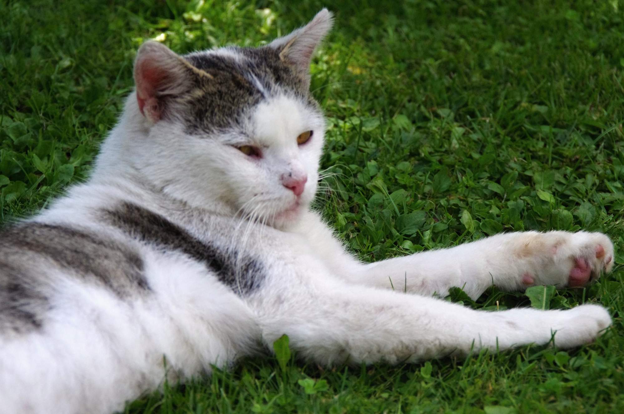 Choroby narządów płciowych i homeopatia