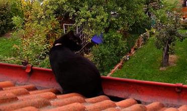 Oznaczanie terytorium?