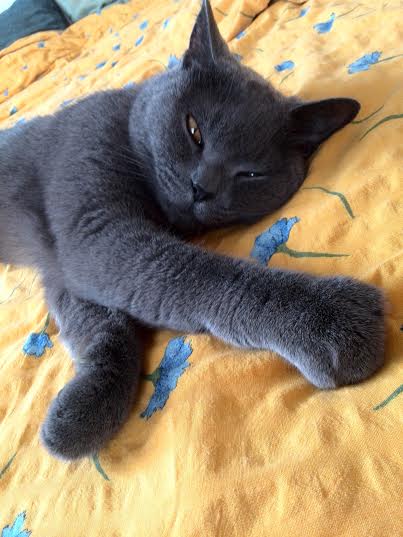 Jak dojrzeć na sierści kota?