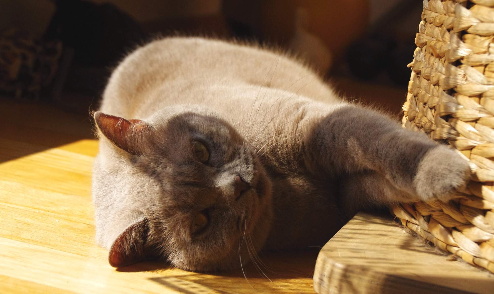 Jakie zabawki lubią koty?