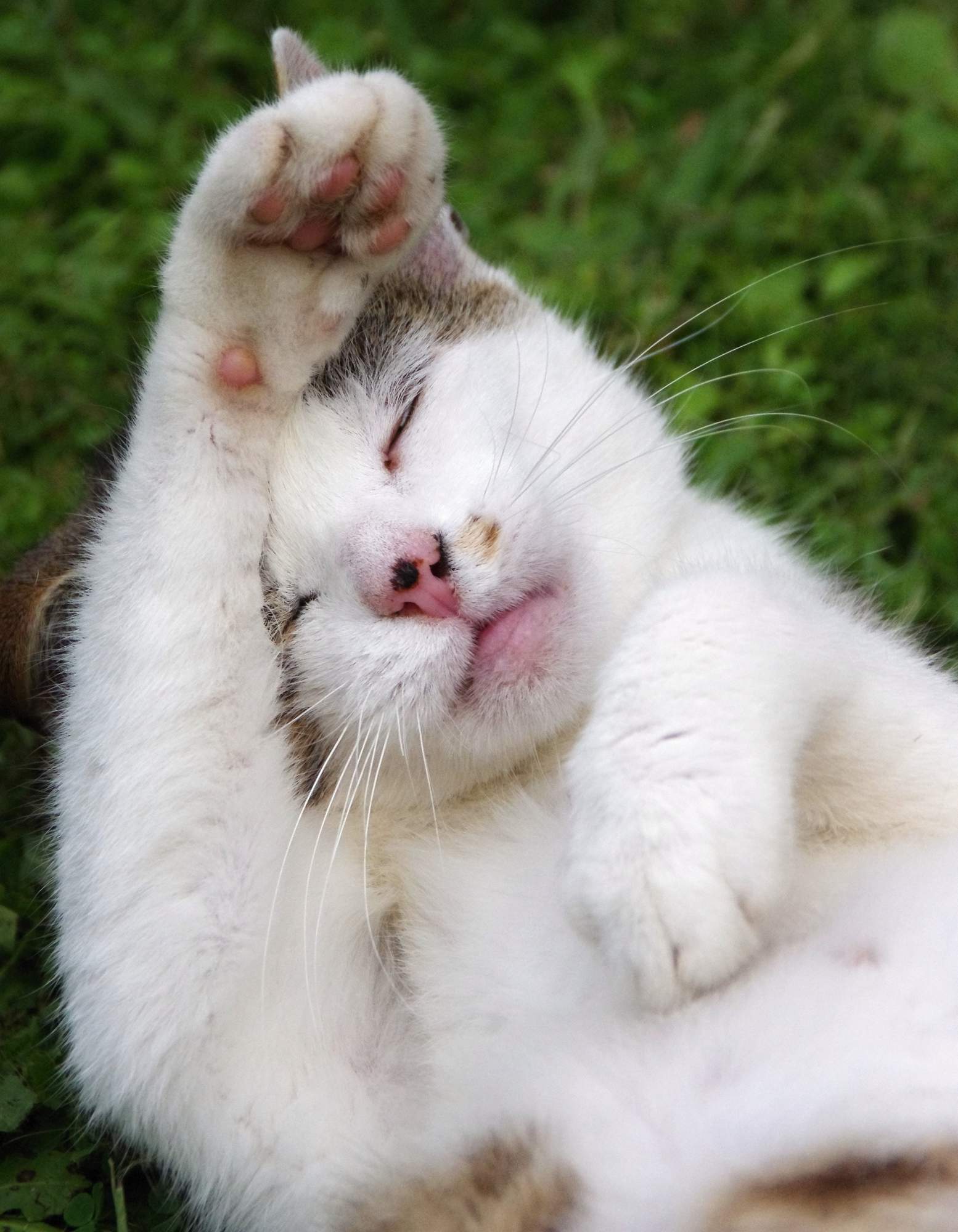 Czy nos kota powinien być zawsze mokry?