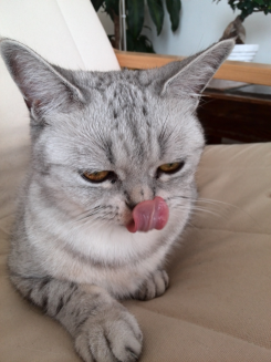 Kobiety wydają głównie na zwierzęta