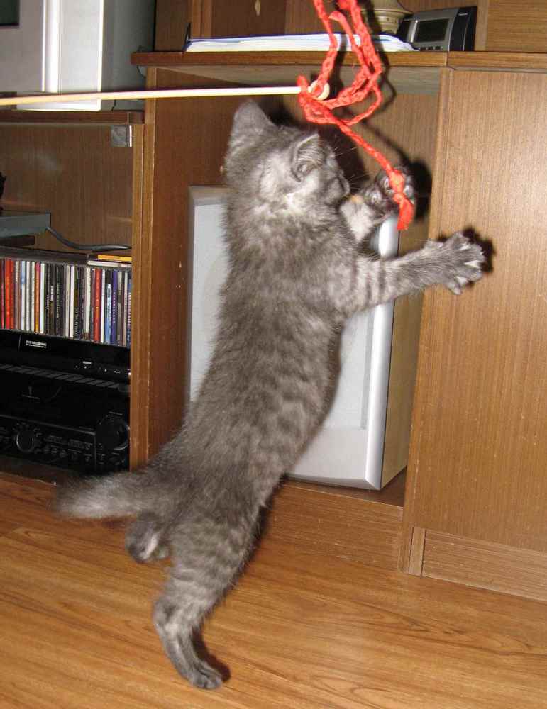 A co z gryzącym kotem?