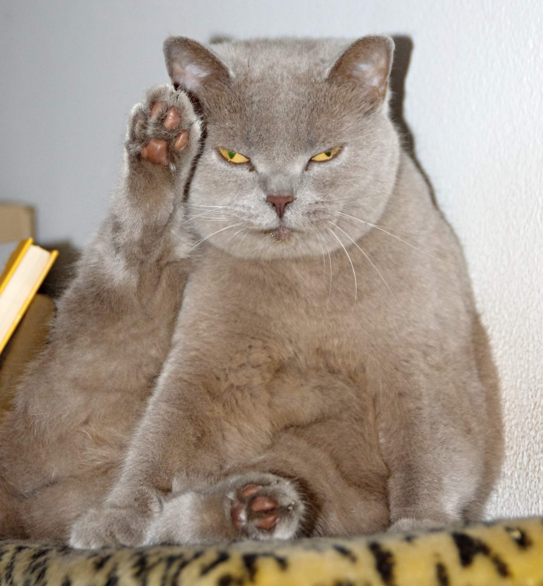 Jak sprawić, by Twój kot był szczęśliwy? Uwolnij ją od stresu.