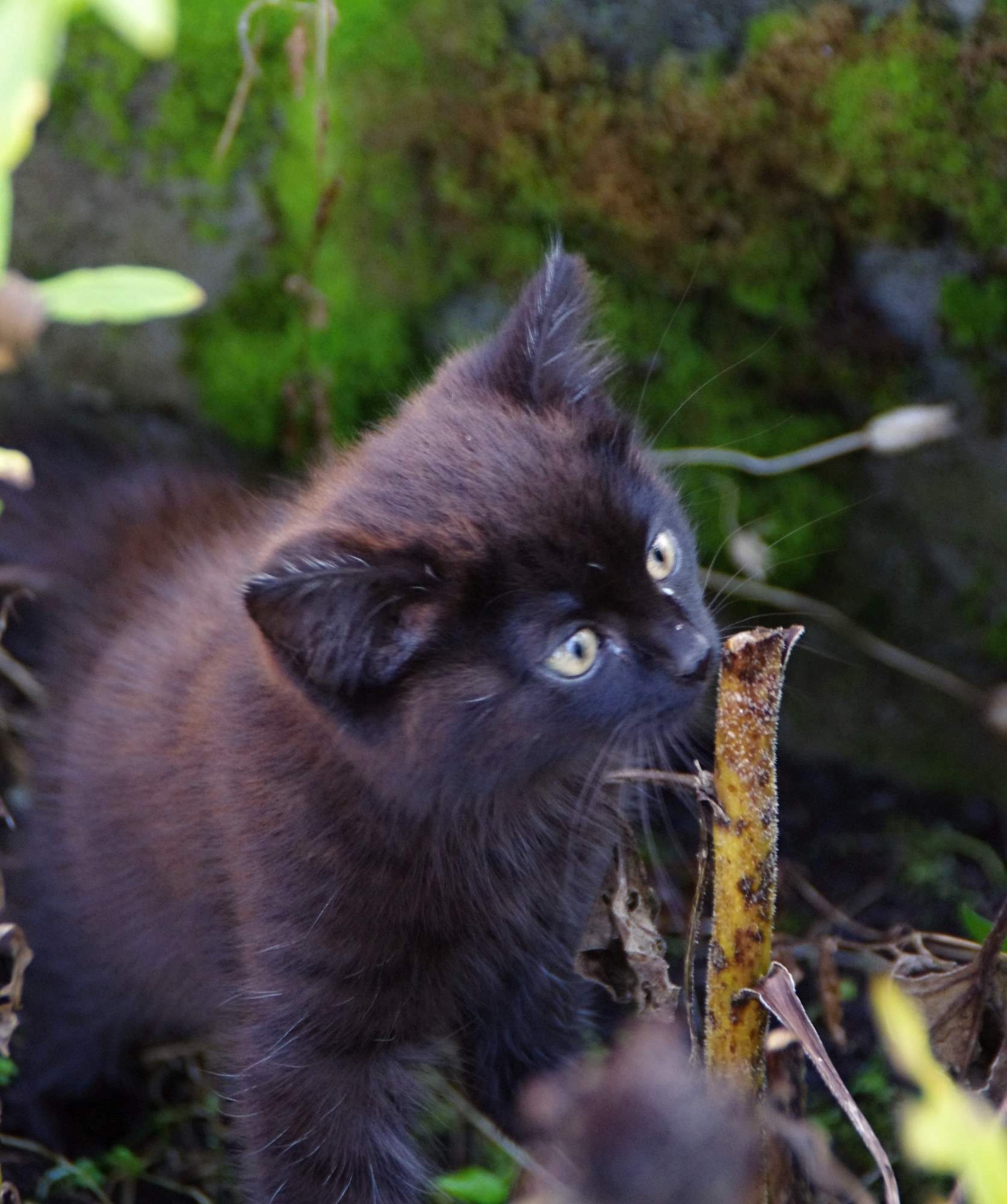 Czy pożyczyłbyś na zabieg u weterynarza?