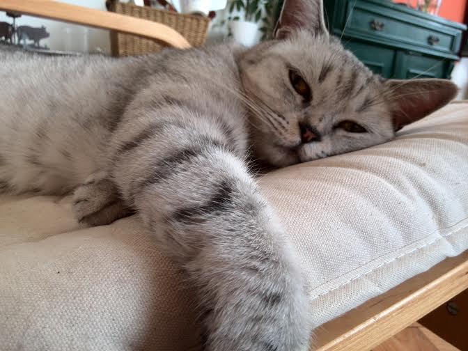 Mądrość na temat kotów