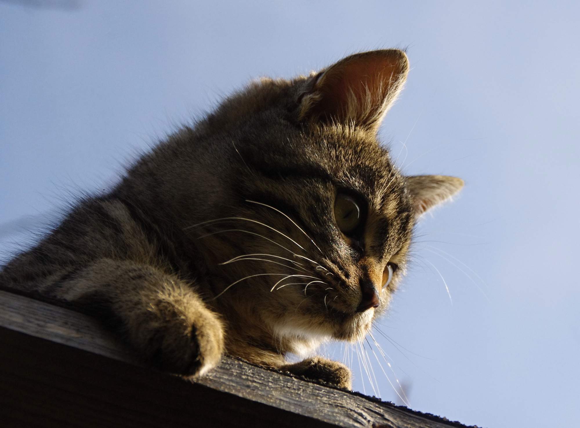 Pomoc w leczeniu przepuklin