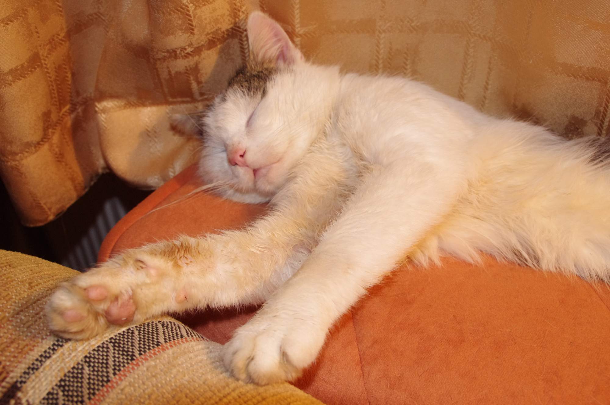 Pięć powodów, dla których koty pasują do mieszkania bardziej niż psy