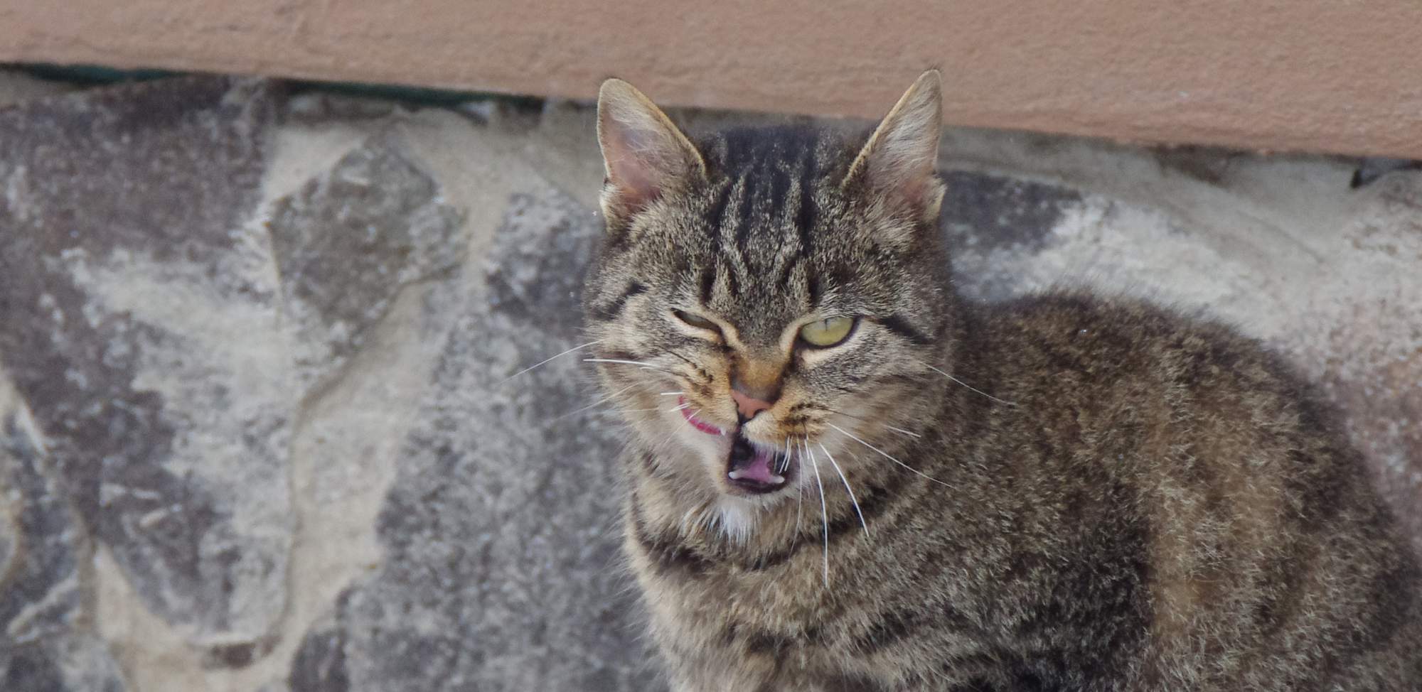 Czy koty mogą jeść surowe jajka?