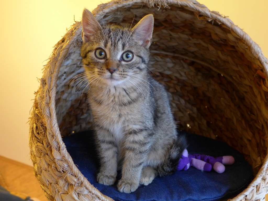 Dwa miliony dla porzuconych kotów w schroniskach