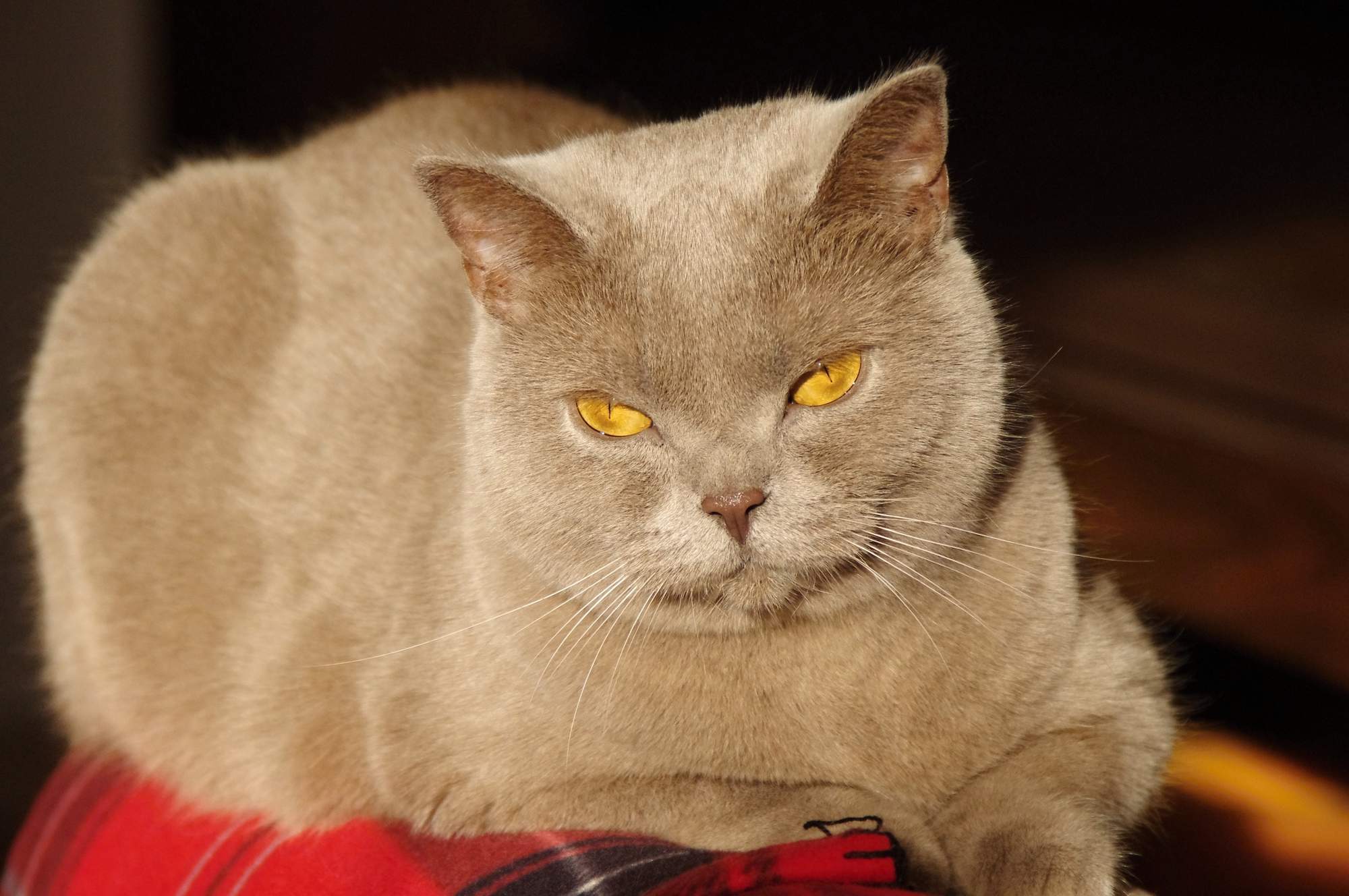 Zaproszenie na międzynarodową wystawę kotów