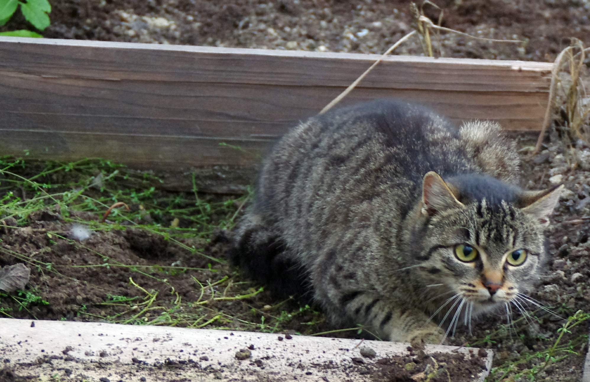 Tuż za nosem - pierwszy marsz charytatywny na pomoc schroniskom