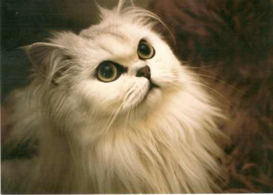 Święto wszystkich zakochanych