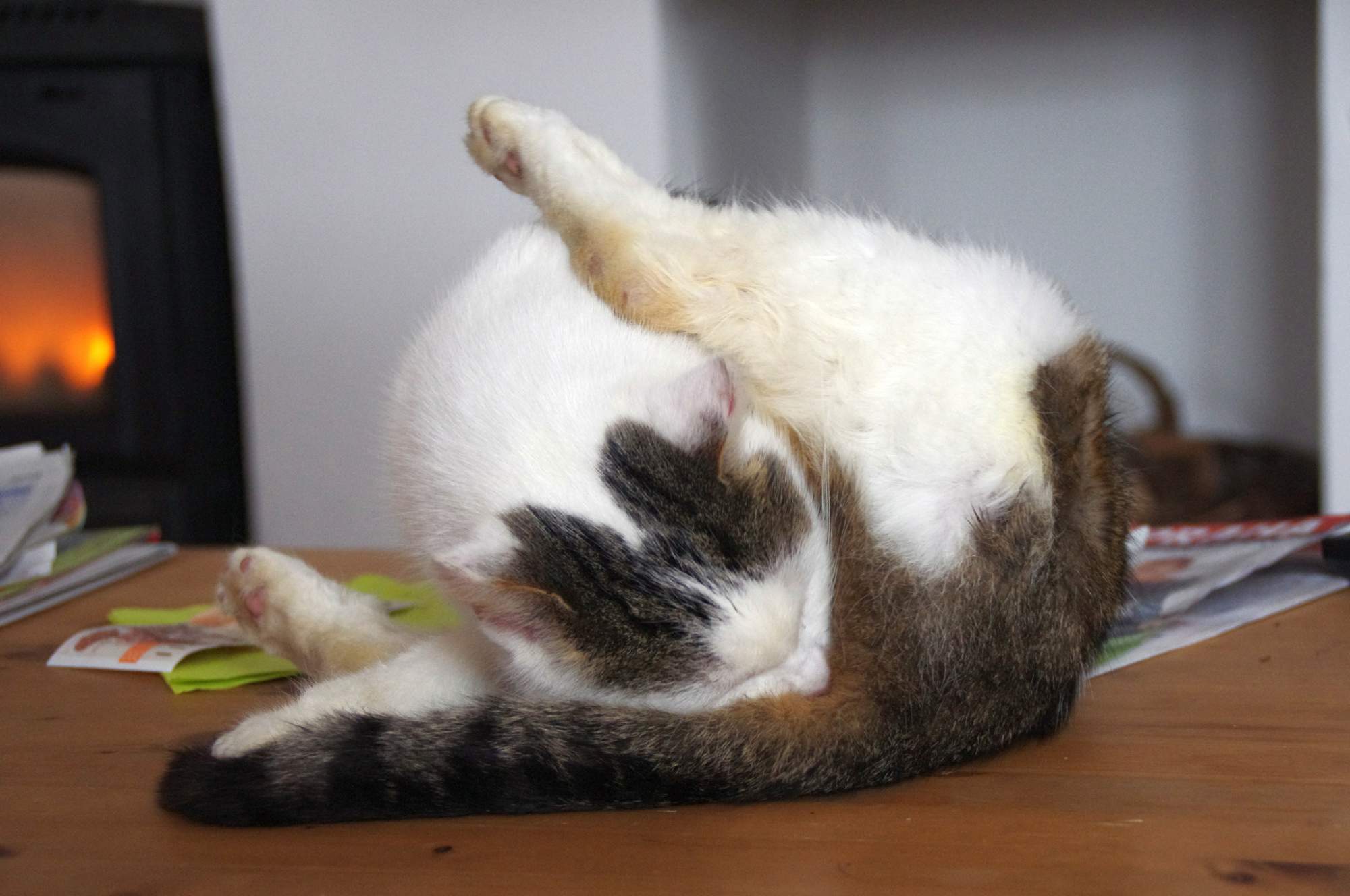 Pchły i kleszcze mogą również zaskoczyć wczesną wiosną