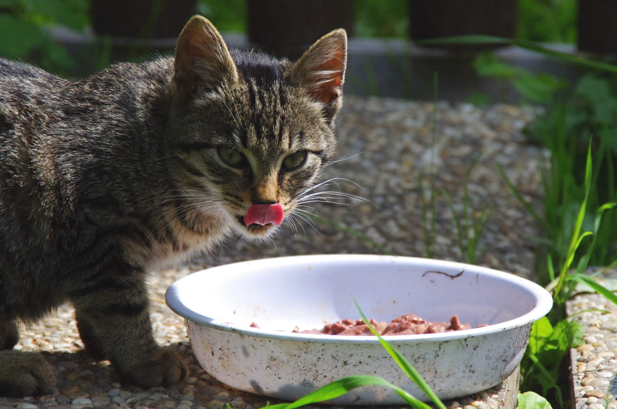Jedna czwarta psów i kotów w Czechach cierpi na otyłość