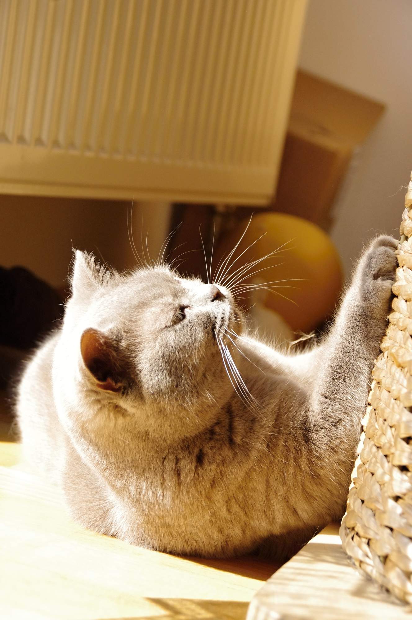 Zaproszenie na targi FOR PETS