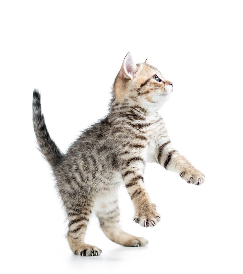 Wskazówka dotycząca dobrego samopoczucia kota