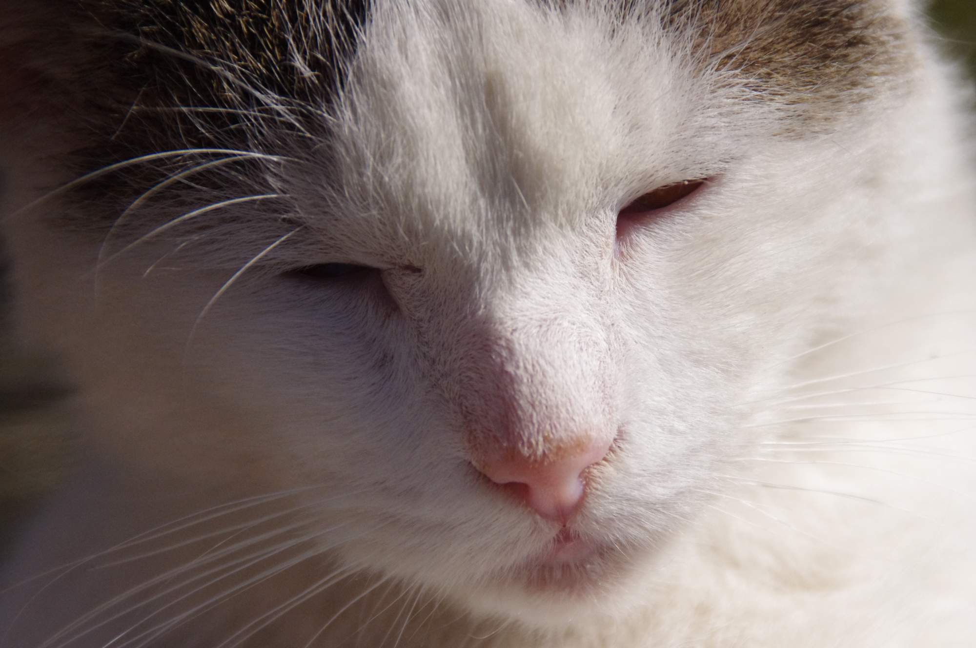 Zwijają się z nadwagą kota