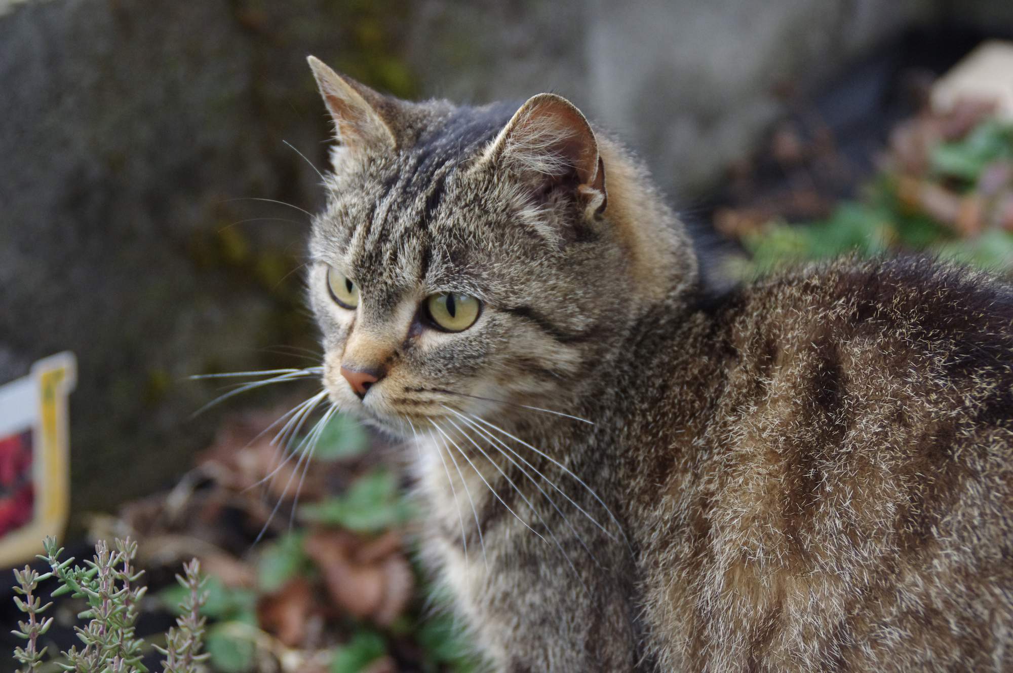 Prawidłowe usunięcie kleszcza
